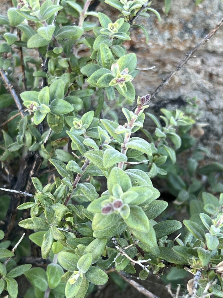 Keckiella corymbosa (Red beardtongue), native California shrub