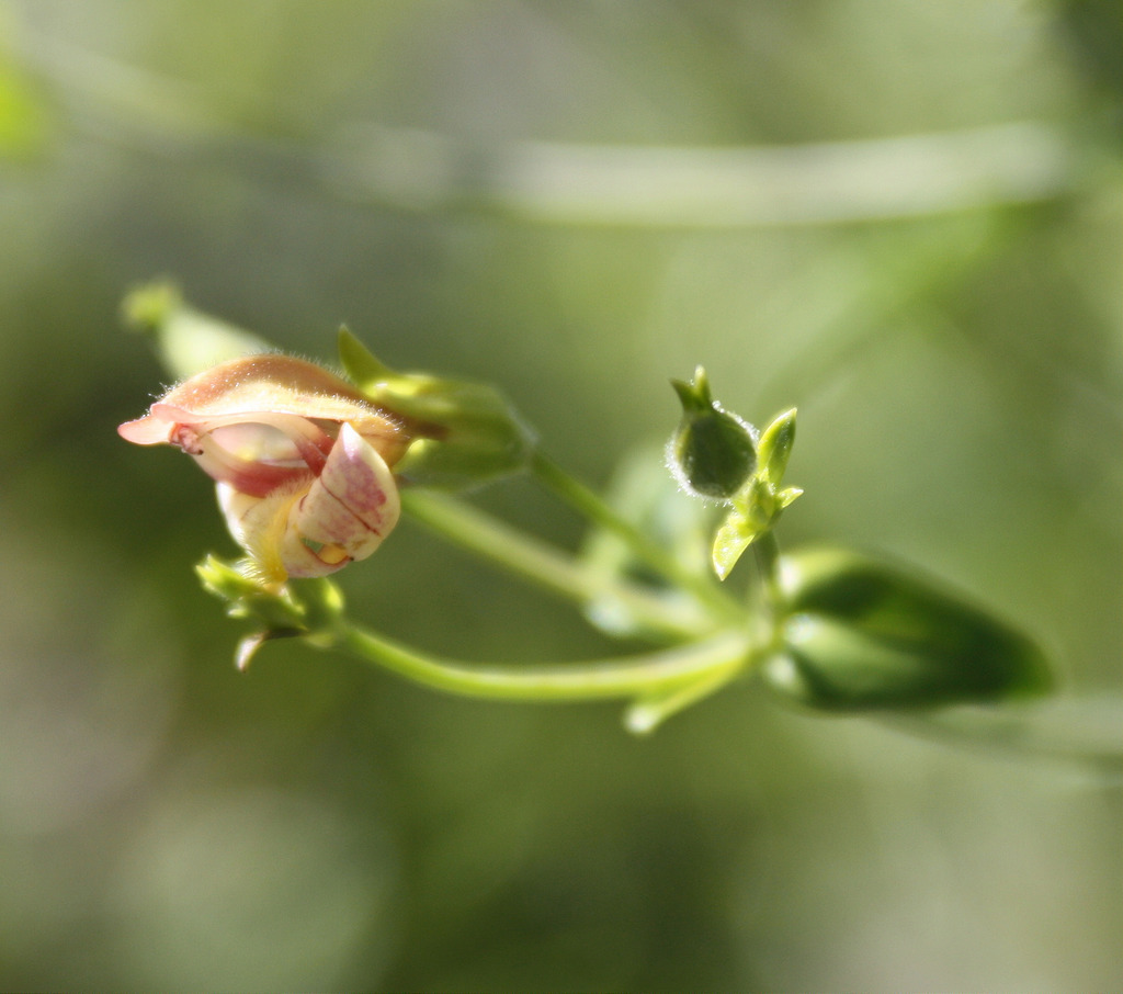 Keckiella lemmonii (Bush beardtongue), native California shrub