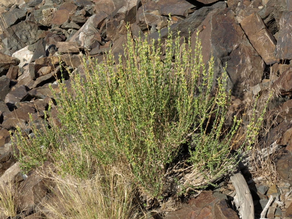 Keckiella rothrockii var. jacintensis (San jacinto mts. keckiella), native California shrub