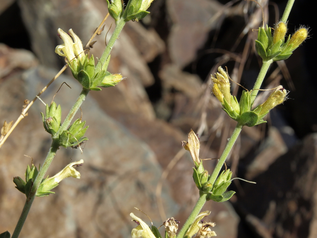 Keckiella rothrockii (Rothrock's keckiella), native California shrub