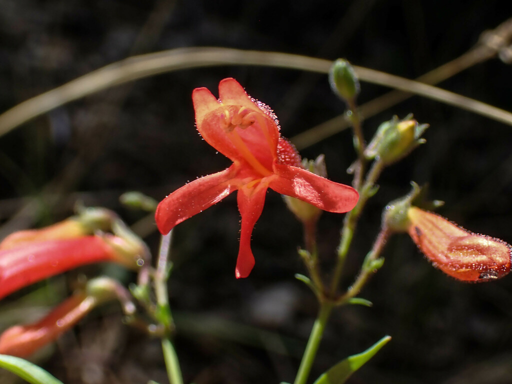 Keckiella ternata var. ternata (Blue stemmed keckiella), native California shrub