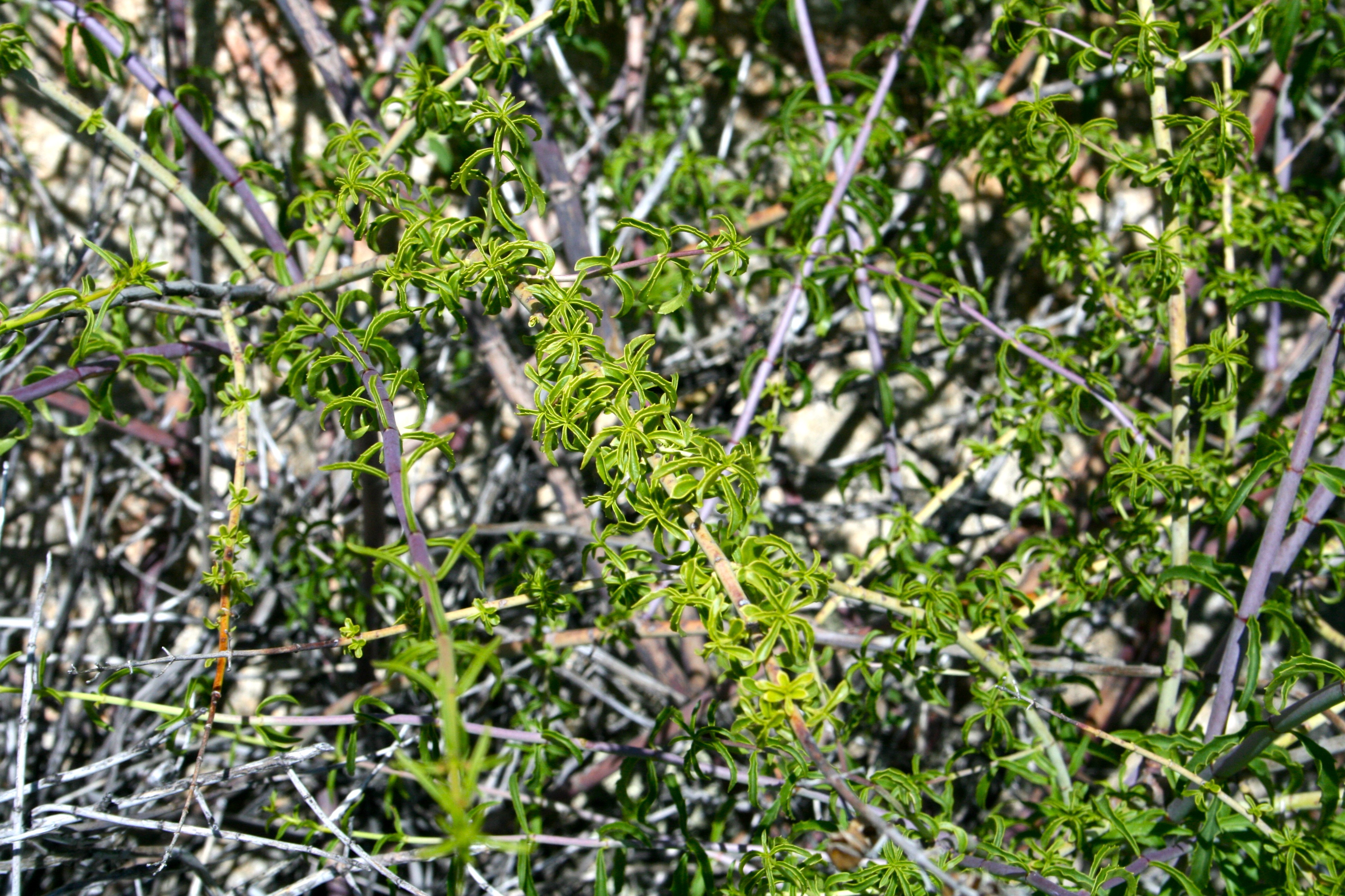 Keckiella ternata (Blue stemmed keckiella), native California shrub