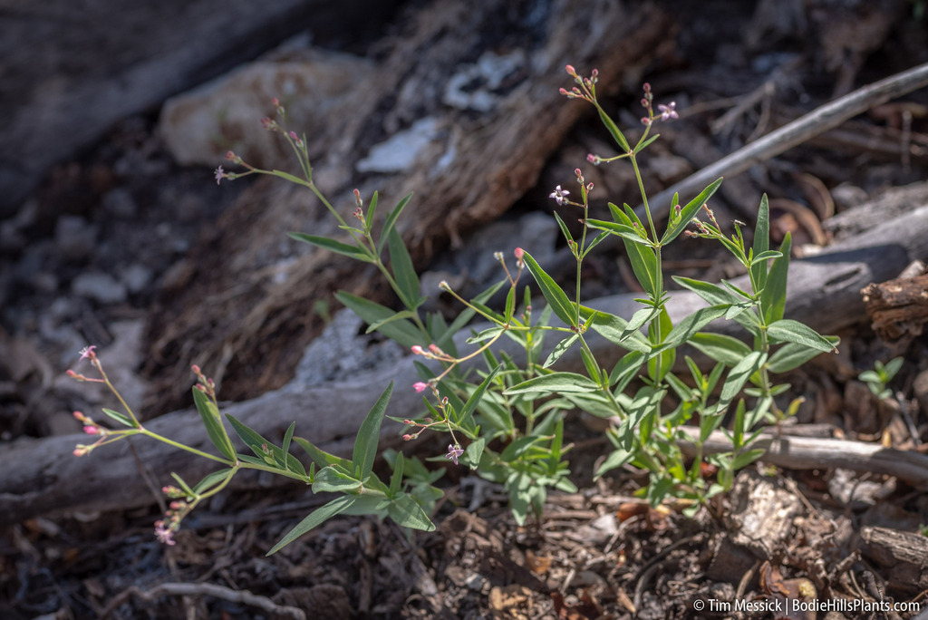 Kelloggia galioides (Milk kelloggia), native California herb