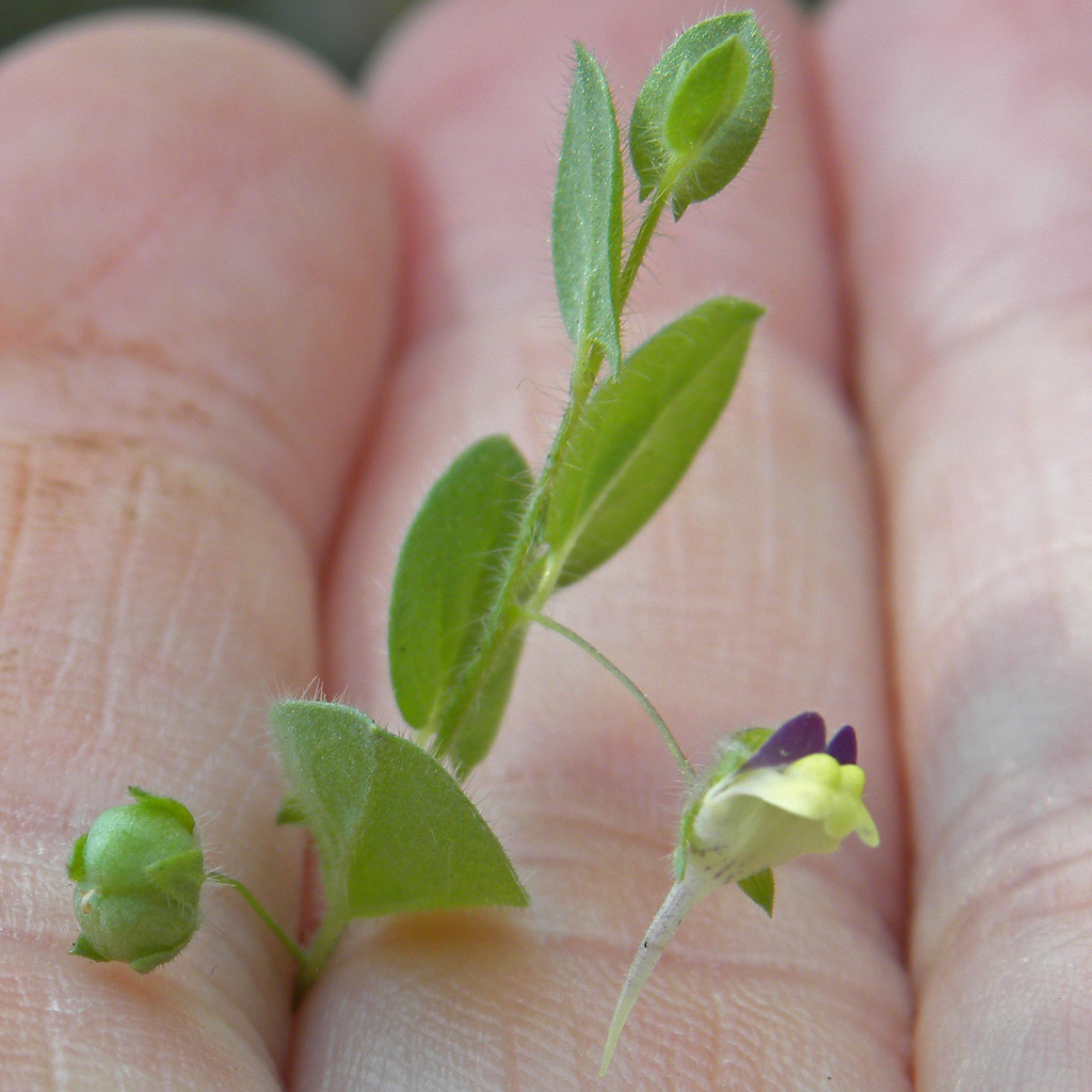 Kickxia elatine (Sharp leaved fluellin), non-native California herb