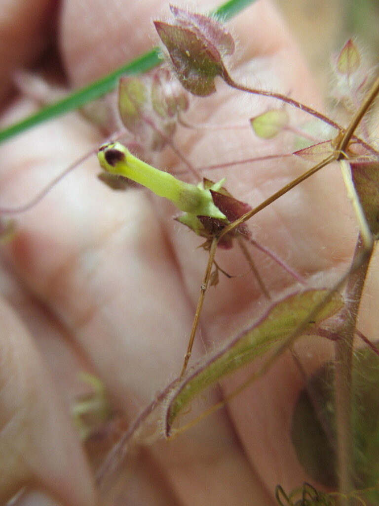 Kickxia spuria (Fluellin), non-native California herb