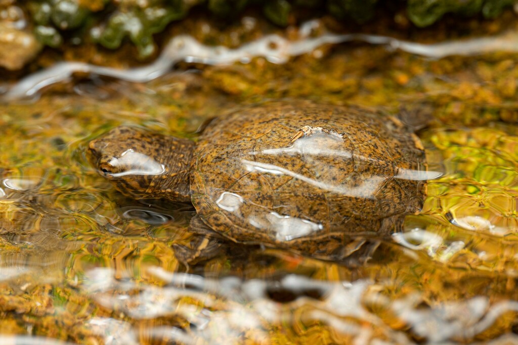 Kinosternon sonoriense longifemorale (Sonoyta mud turtle), California species