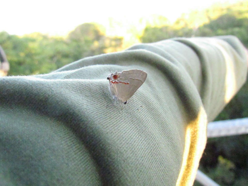Kisutam sillus (Sky-blue Groundstreak), California species