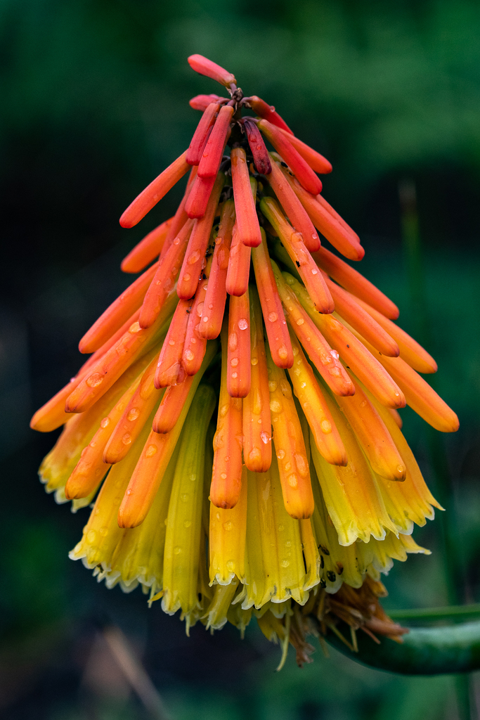 Kniphofia sp. (Red-hot poker), non-native California perennial