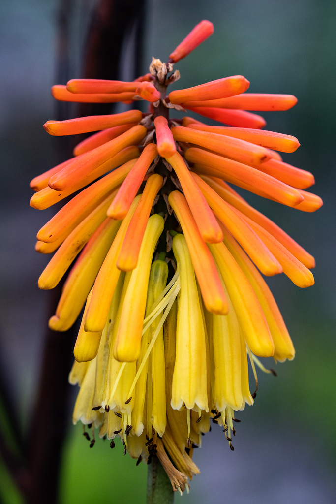 Kniphofia uvaria, non-native California herb