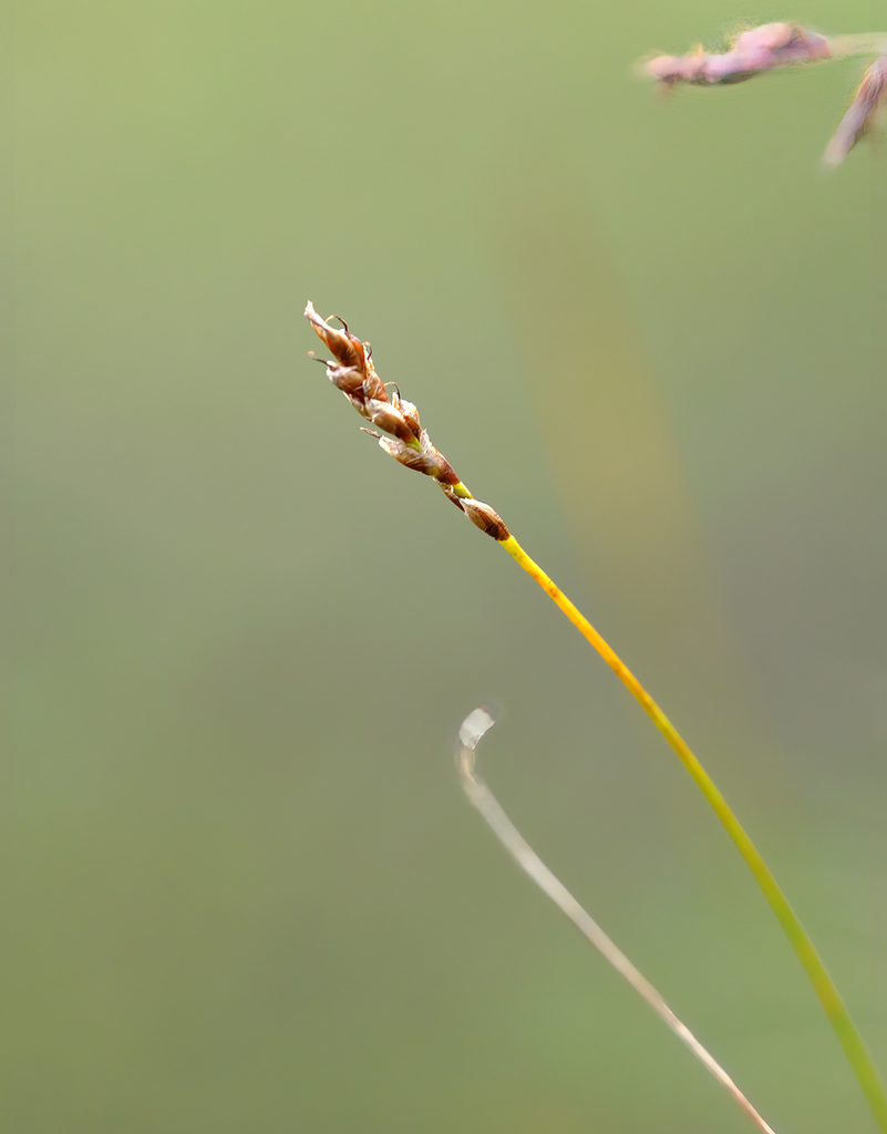 Kobresia myosuroides (Seep kobresia), native California grass