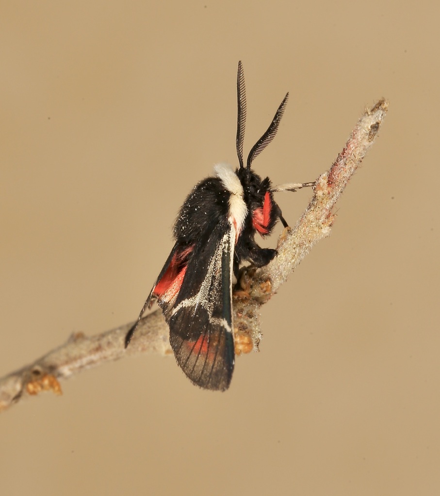 Kodiosoma fulvum, California species