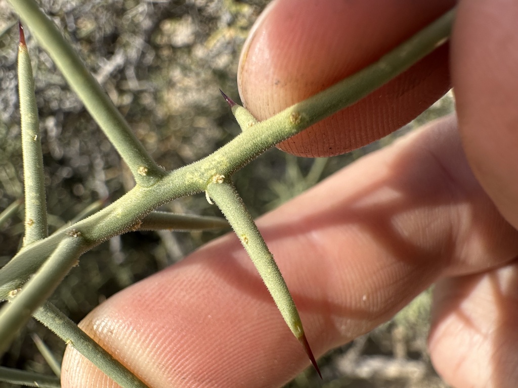 Koeberlinia sp. (All thorn), native California shrub