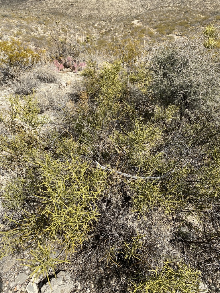 Koeberlinia spinosa var. tenuispina (Slender-spined all thorn), native California shrub / tree