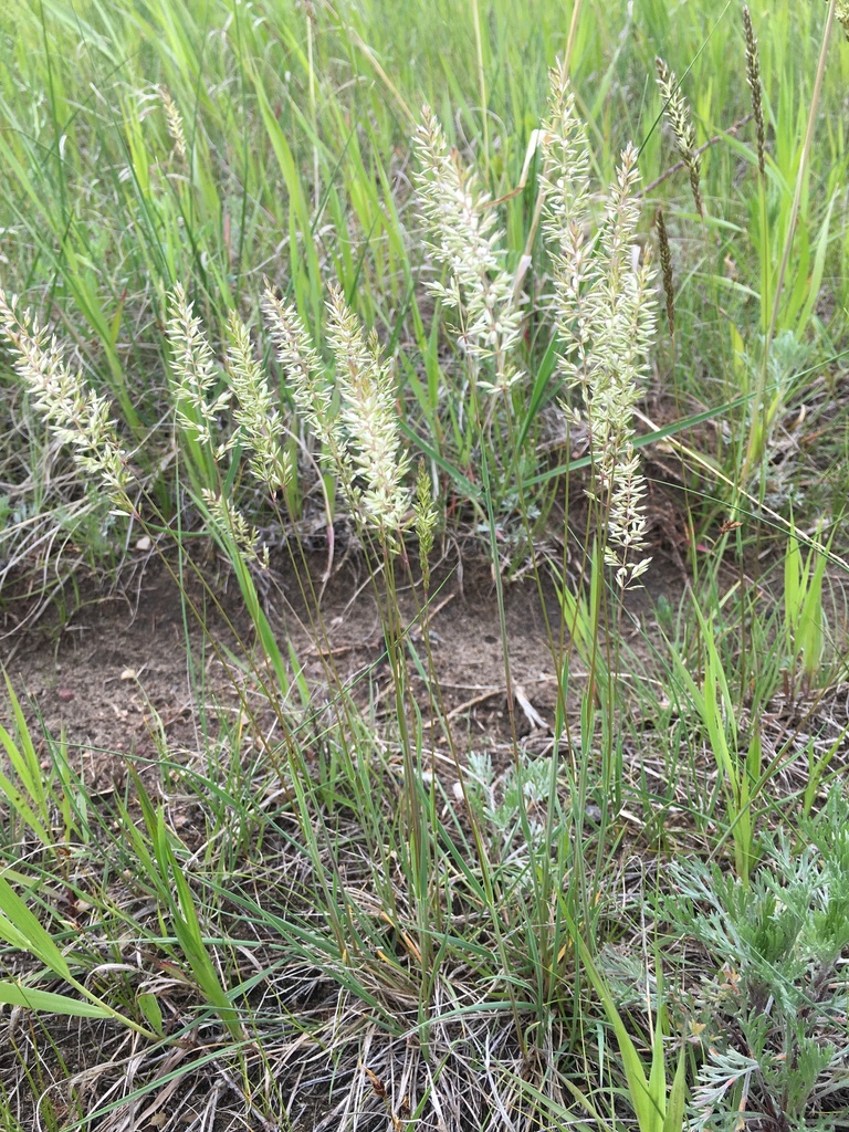 Koeleria gerardi (Annual june grass), non-native California perennial