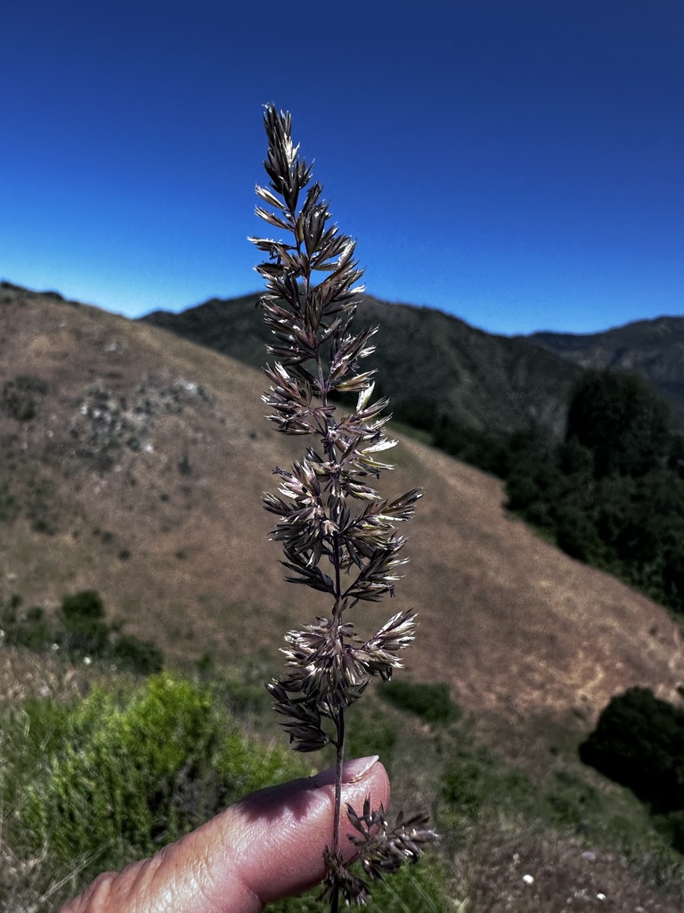 Koeleria macrantha (June grass), native California grass