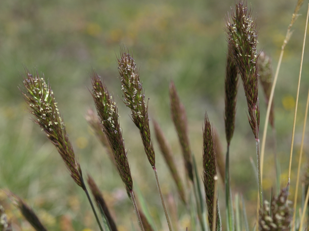Koeleria sp., non-native California perennial