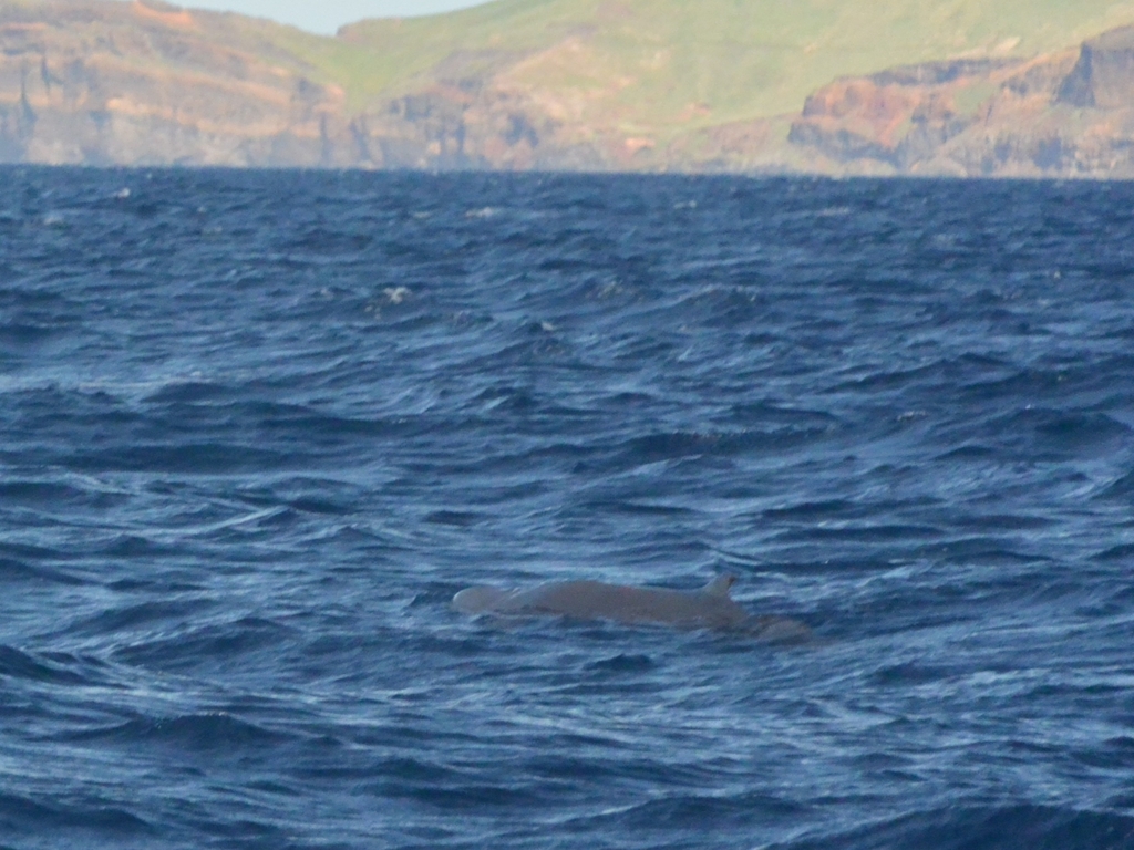 Kogia simus (Dwarf Sperm Whale), California species