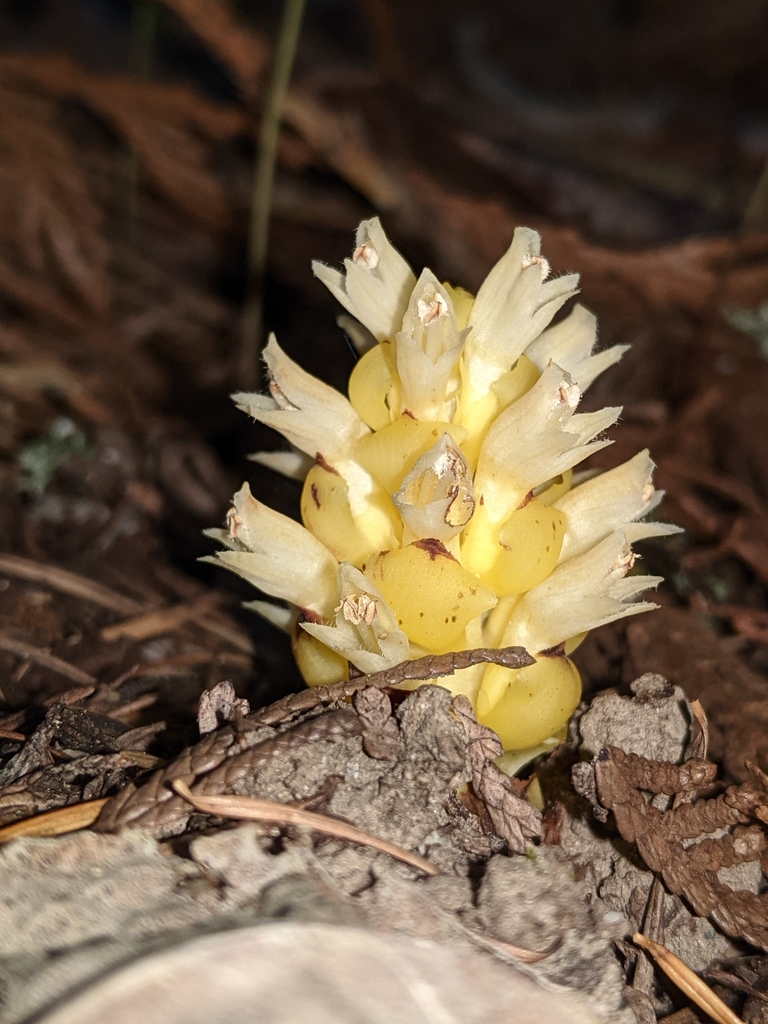 Kopsiopsis hookeri (Small ground-cone), native California herb