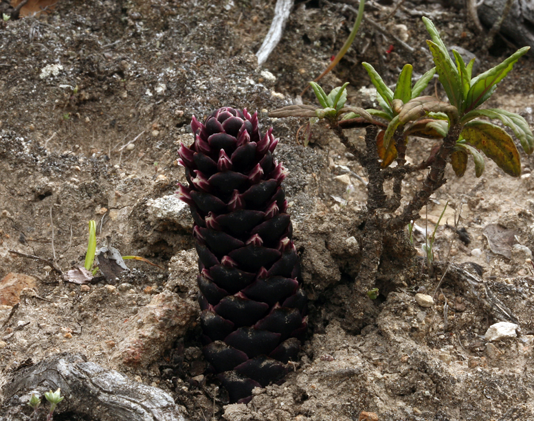 Kopsiopsis strobilacea (California ground-cone), native California herb