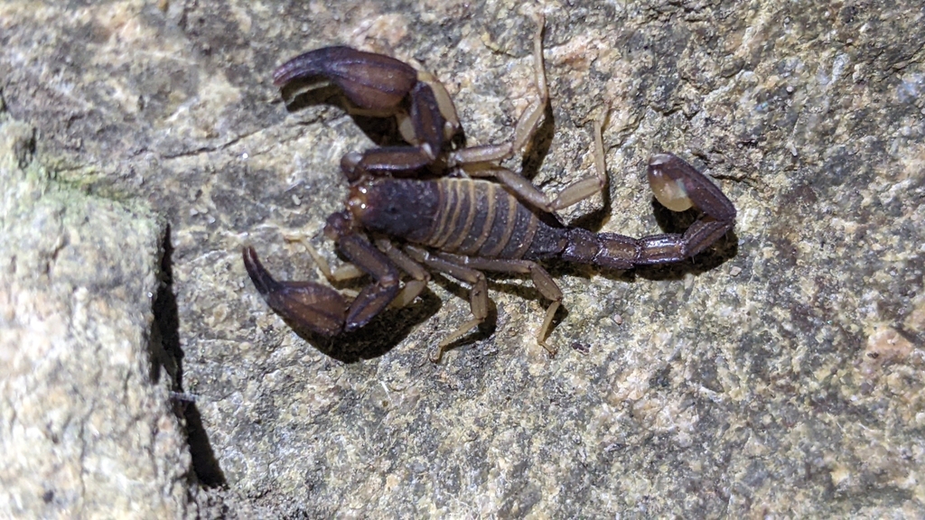 Kovarikia oxy, California species