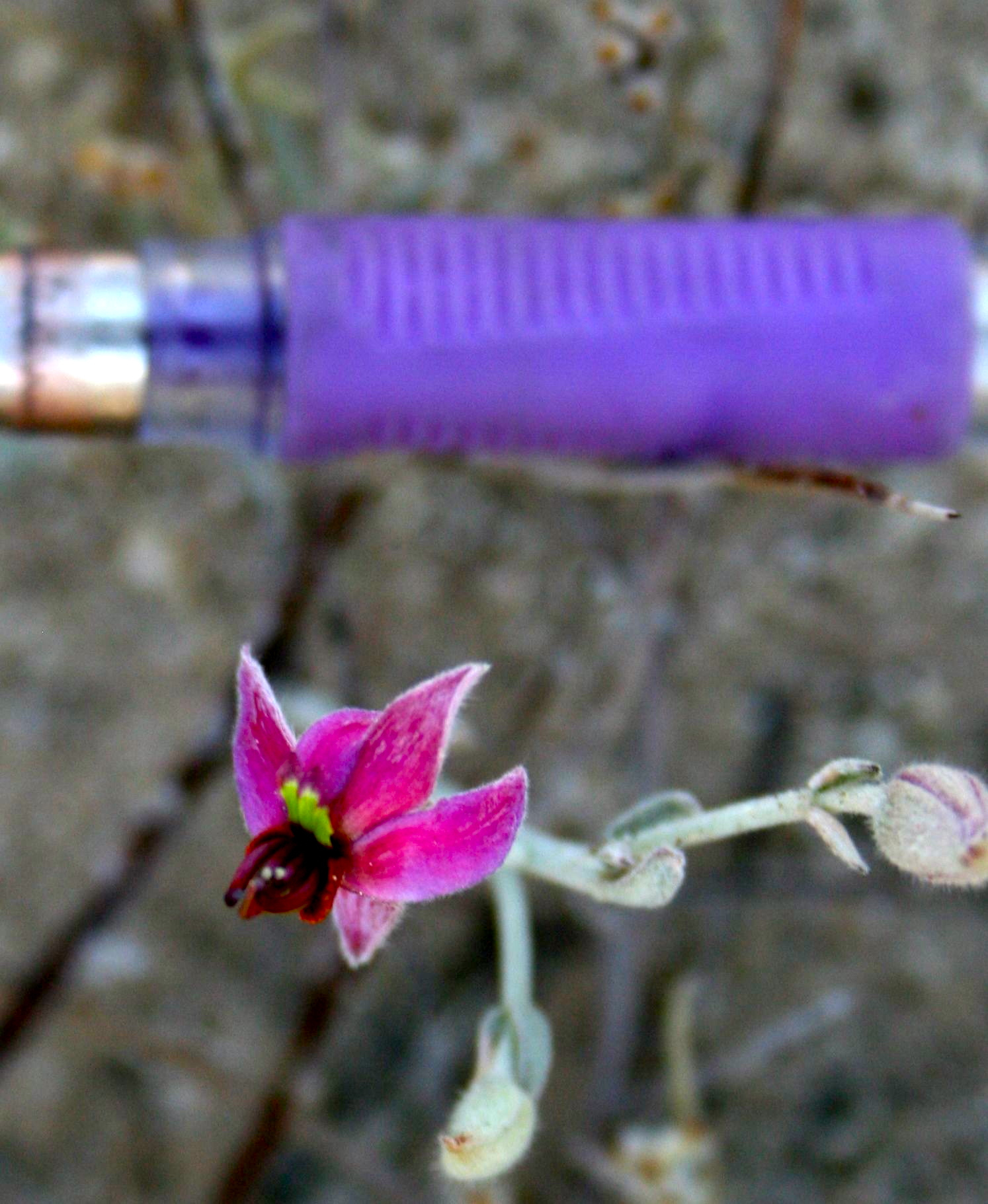 Krameria bicolor (White rhatany), native California shrub