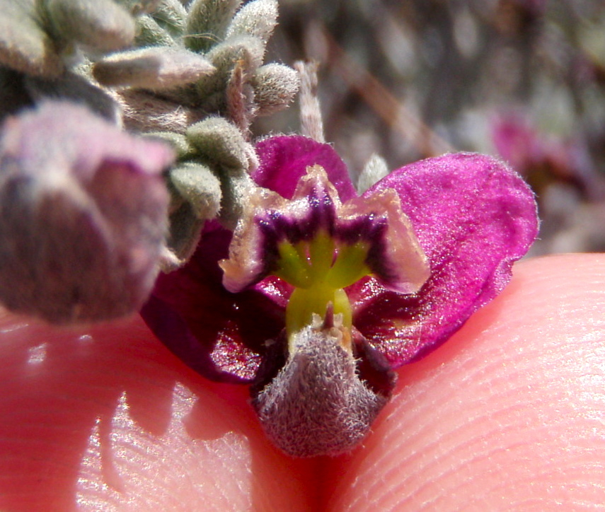Krameria erecta (Pima rhatany), native California shrub