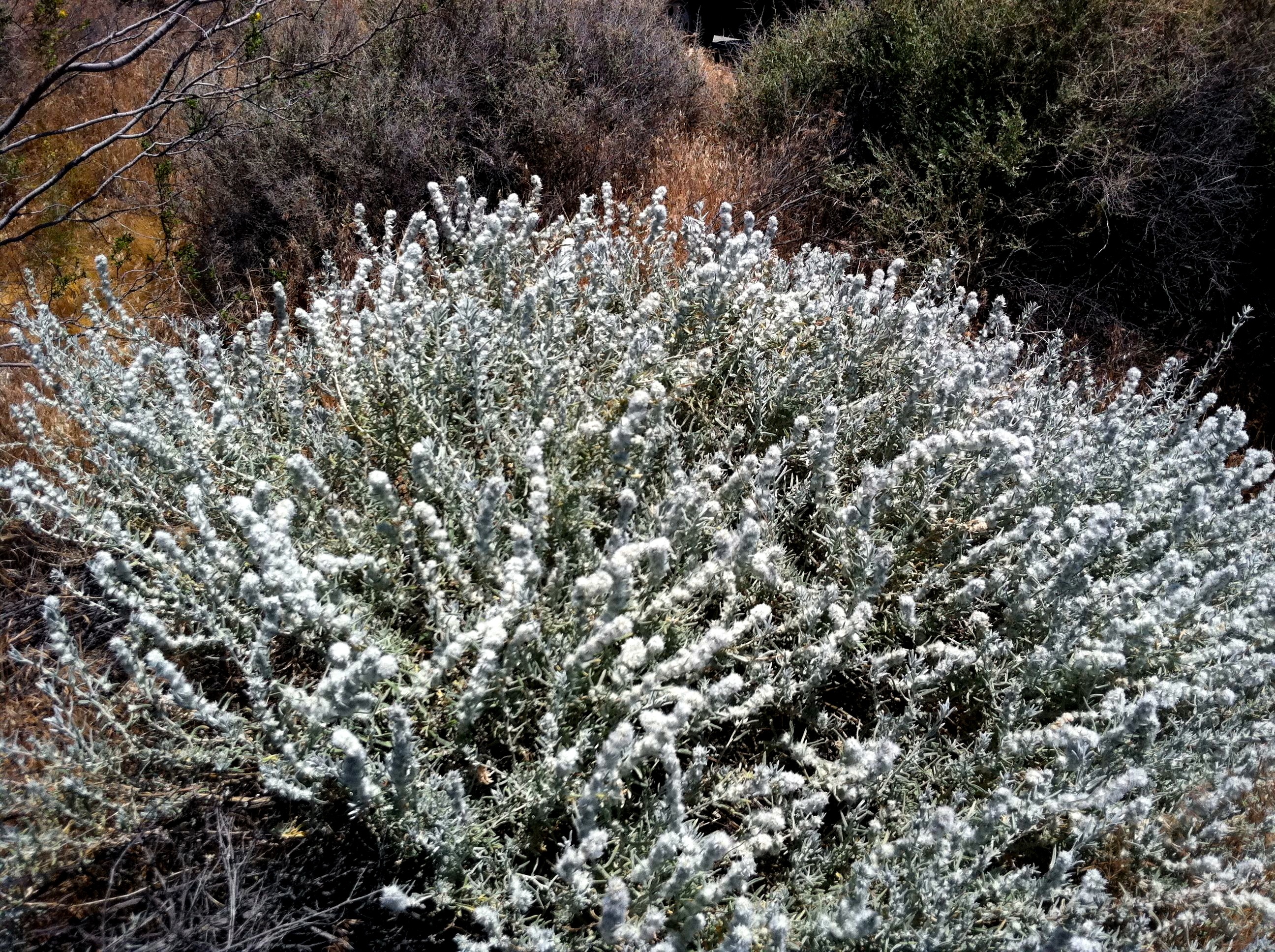 Krascheninnikovia lanata (Winter fat), native California shrub