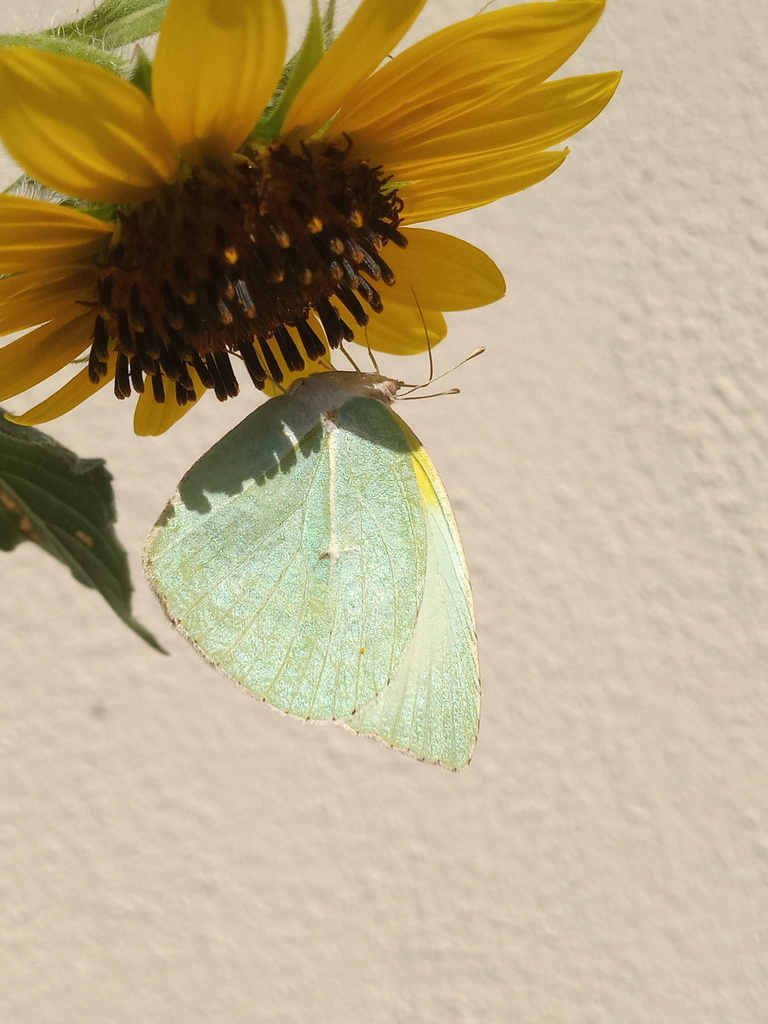 Kricogonia lyside (Lyside Sulphur), California species