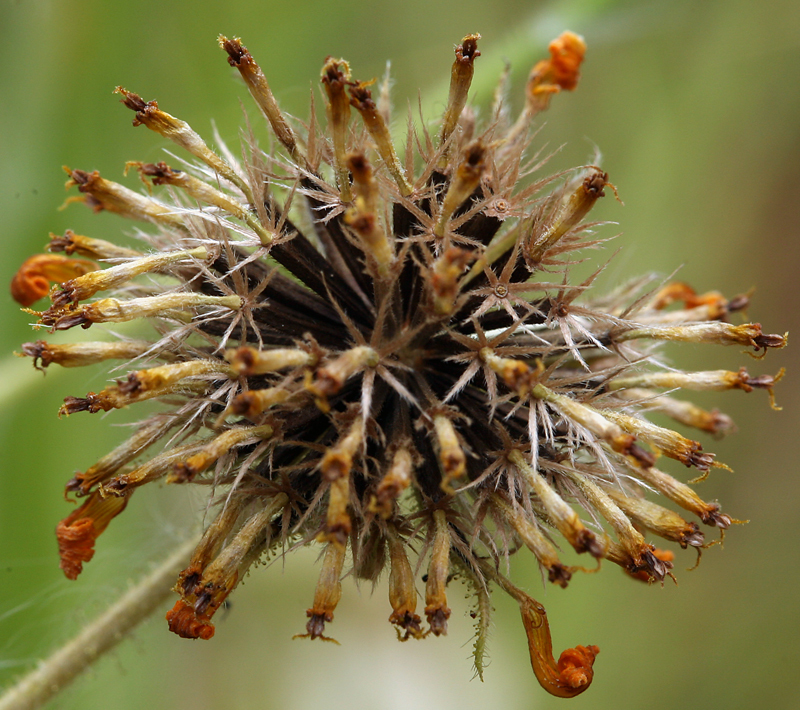 Kyhosia bolanderi (Bolander's madia), native California herb