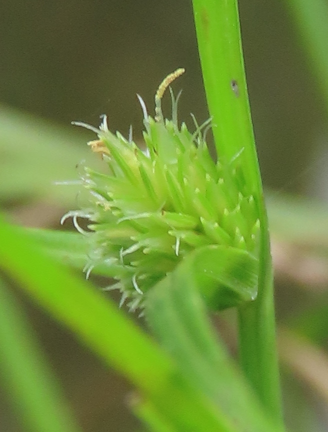 Kyllinga brevifolia (Short leaf spikesedge), non-native California grass