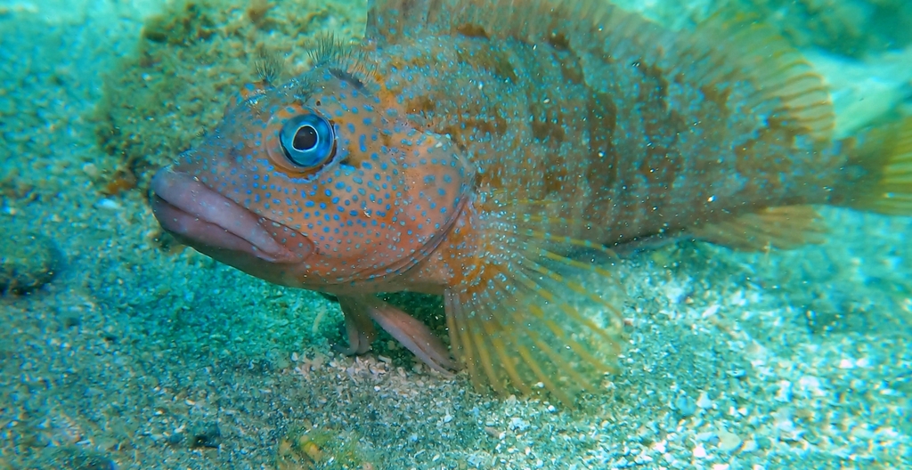 Labrisomus xanti (Largemouth Blenny), California species