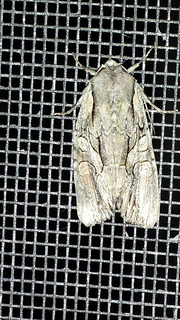 Lacanobia subjuncta (Speckled Cutworm Moth), California species