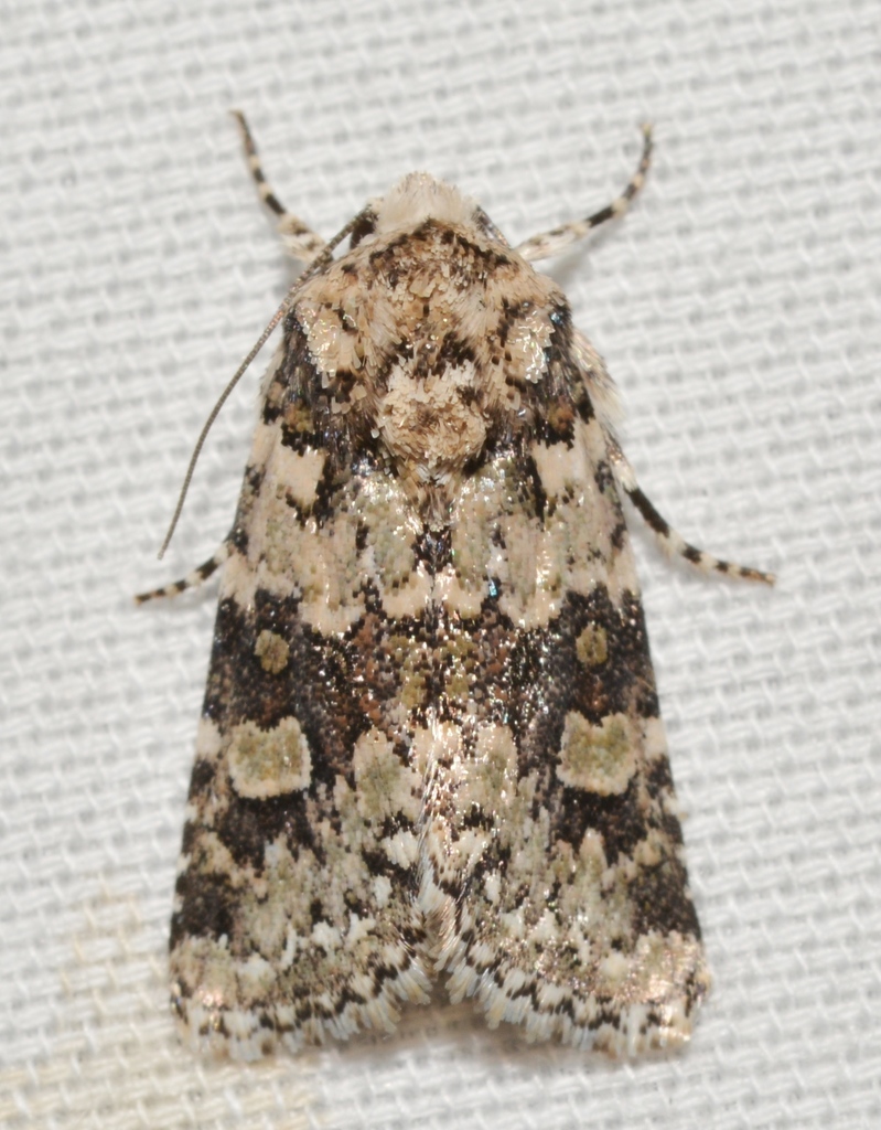 Lacinipolia buscki, California species