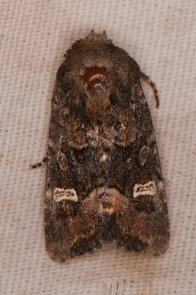 Lacinipolia circumcincta, California species