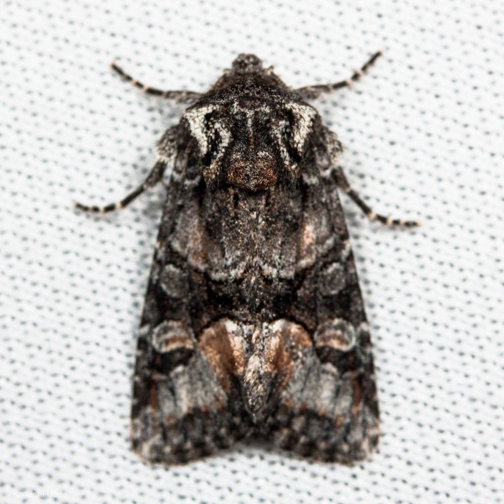 Lacinipolia davena (Red-spot Polia Moth), California species