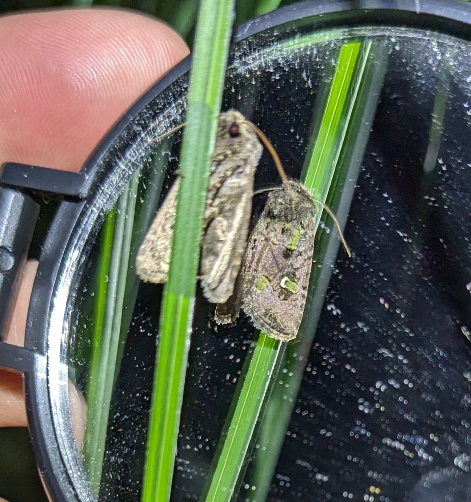 Lacinipolia leucogramma (White-lined Lacinipolia), California species