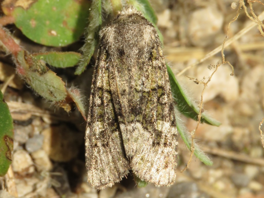 Lacinipolia olivacea (Olive Arches Moth), California species