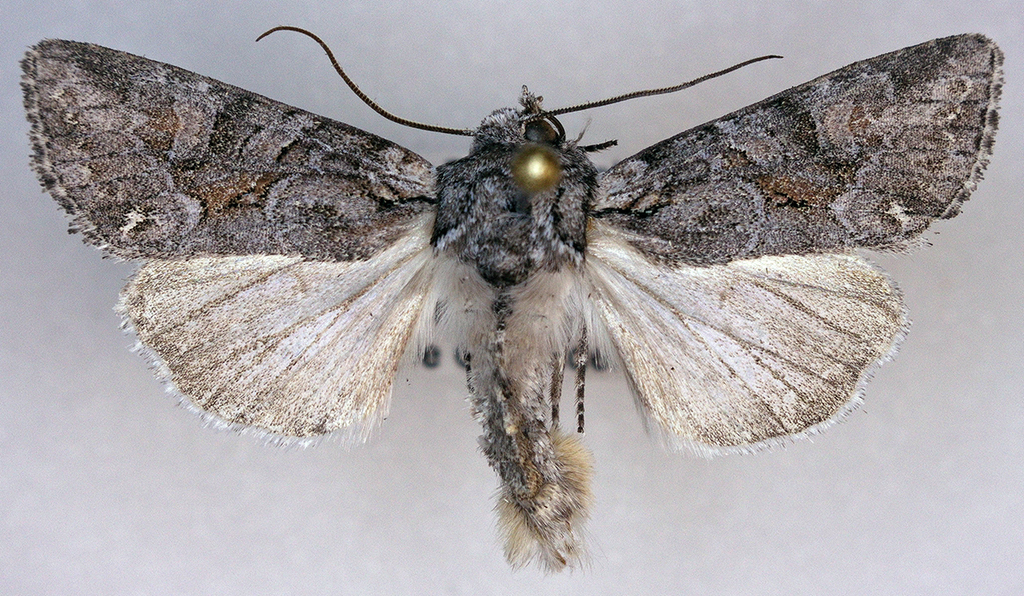 Lacinipolia pensilis, California species