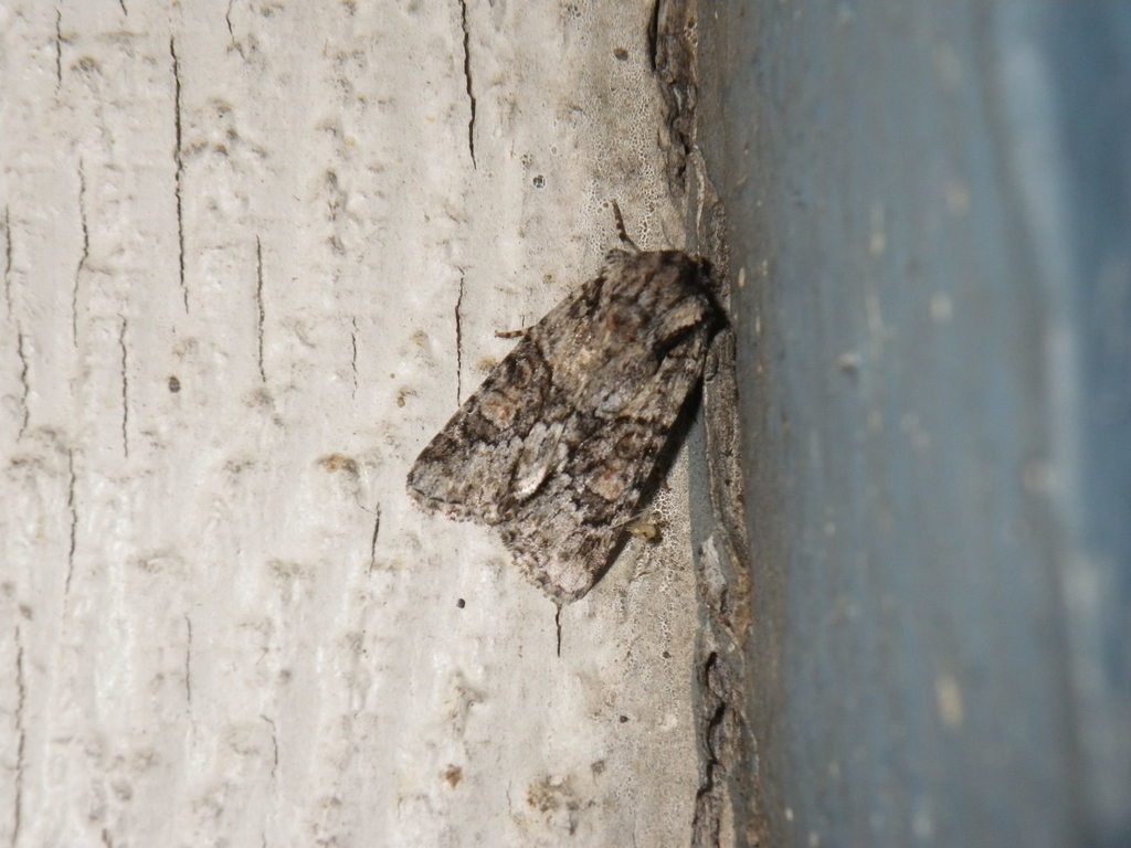 Lacinipolia quadrilineata, California species