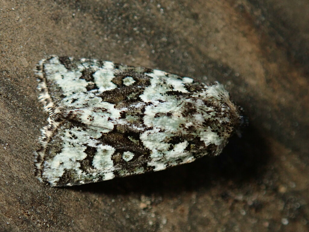 Lacinipolia strigicollis, California species