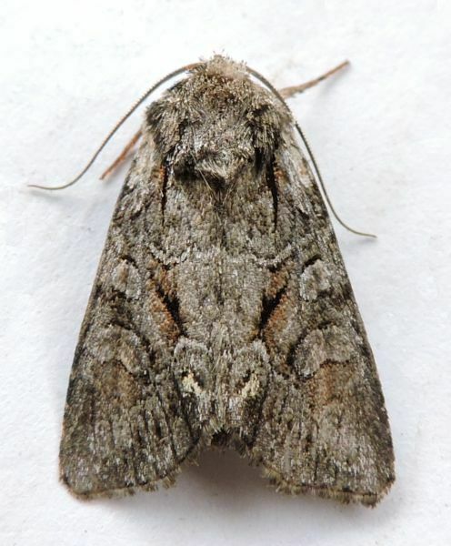 Lacinipolia vicina, California species