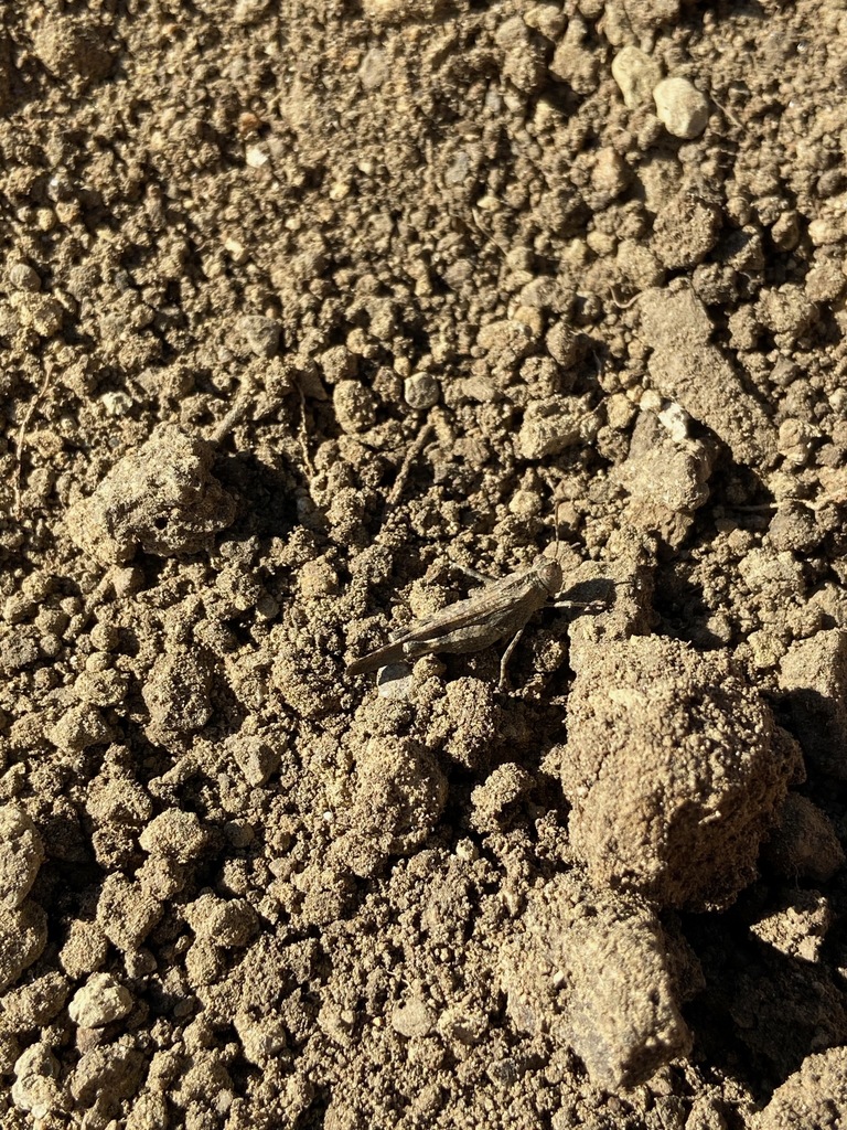 Lactista gibbosus (Trailside grasshopper), California species