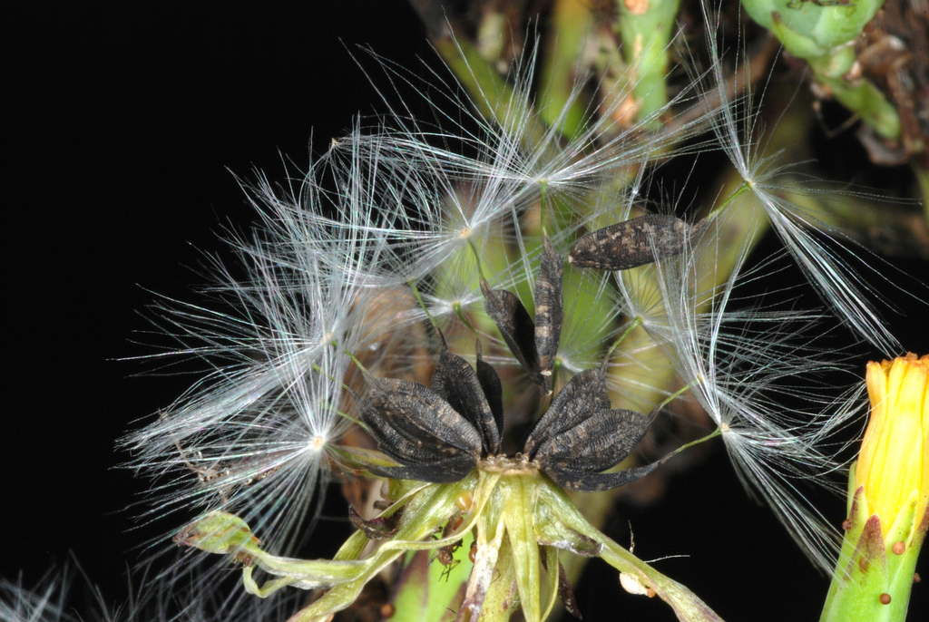 Lactuca canadensis (Canada lettuce), non-native California herb