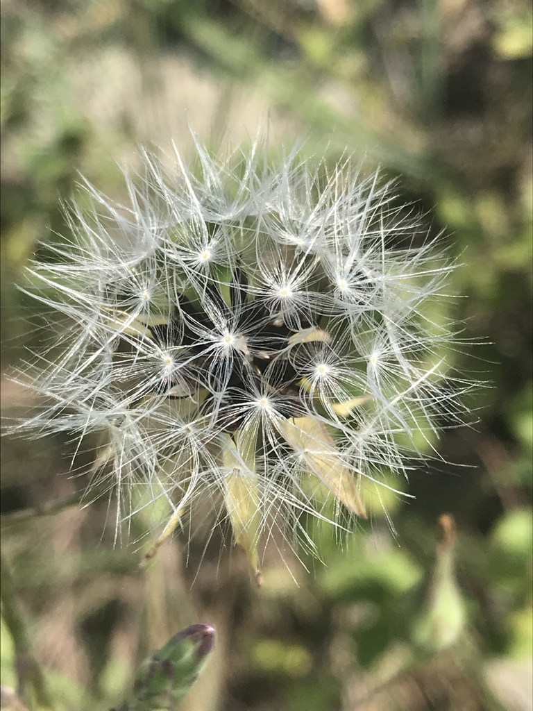 Lactuca ludoviciana (Biannual lettuce), non-native California herb