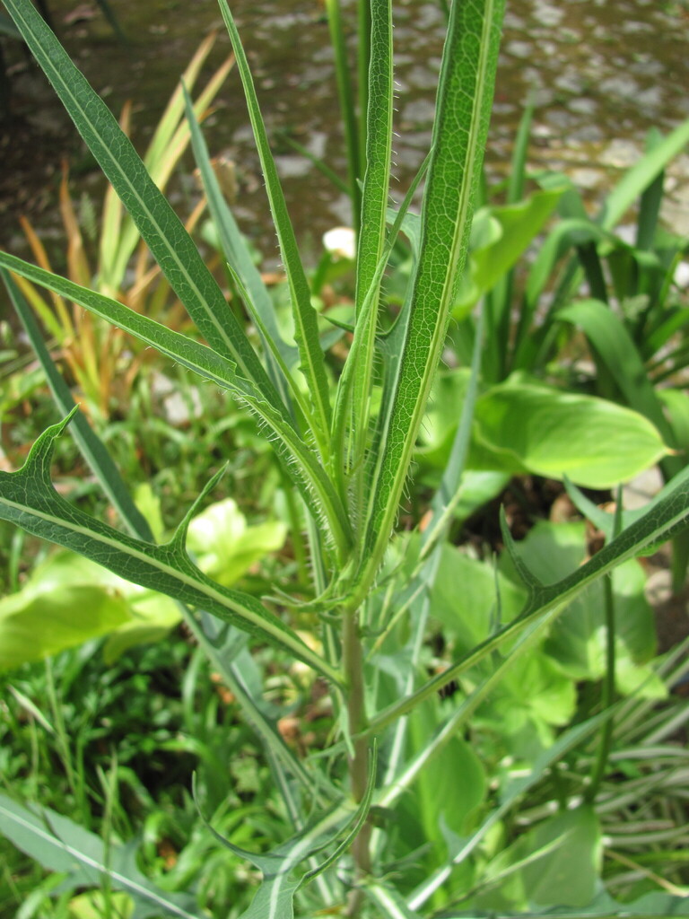 Lactuca saligna (Narrow leaved wild lettuce), non-native California herb