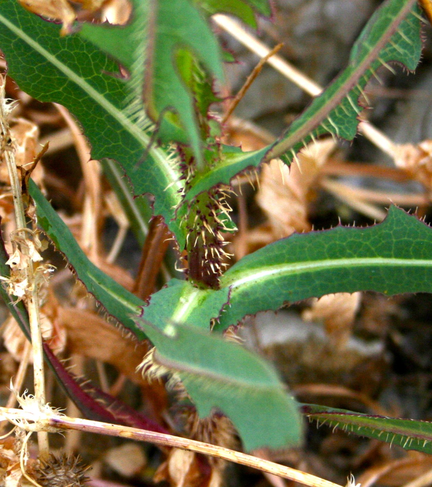 Lactuca serriola (Prickly lettuce), non-native California herb