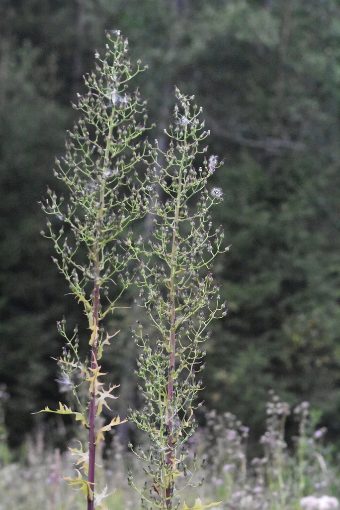 Lactuca sp. (Lettuce), non-native California perennial