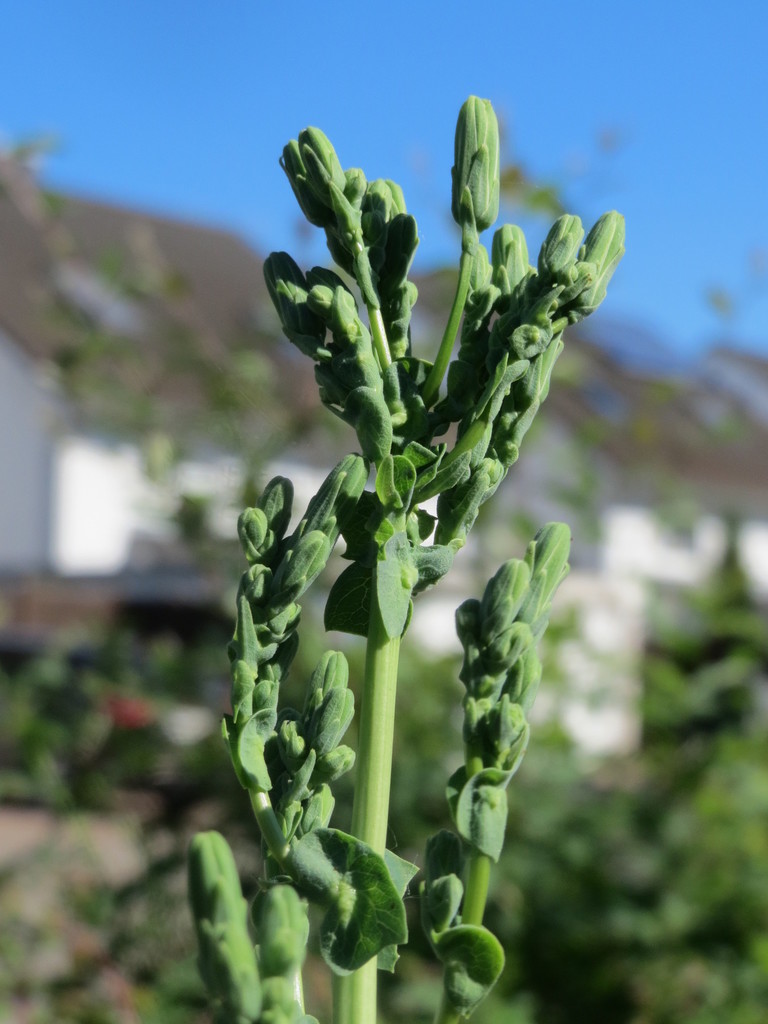 Lactuca virosa (Bitter lettuce), non-native California herb