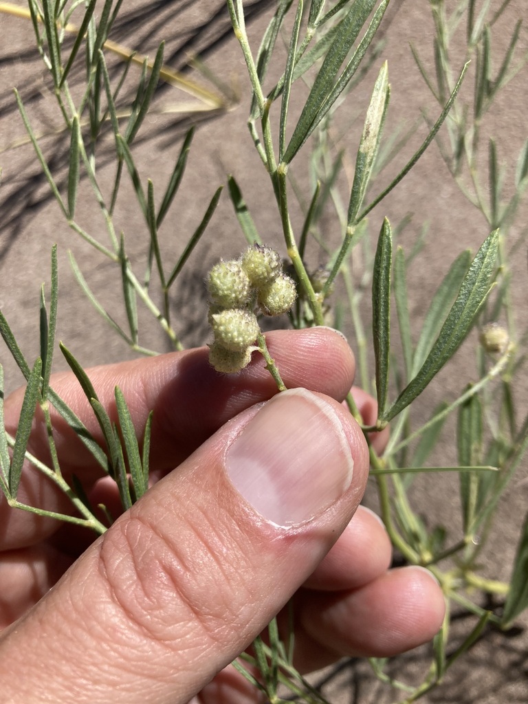 Ladeania sp., native California perennial