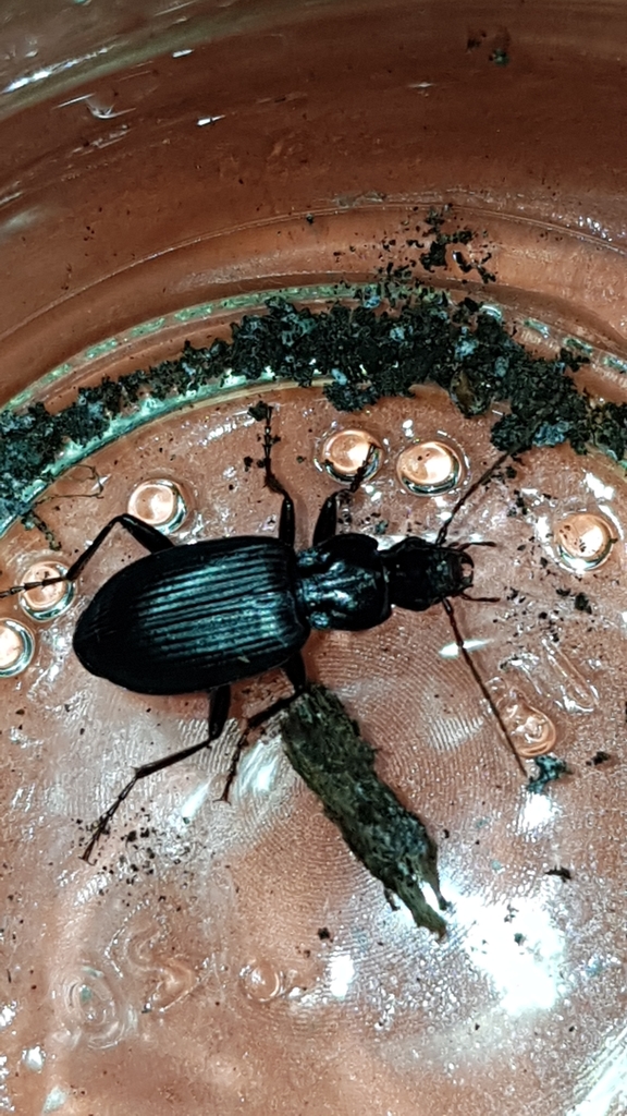 Laemostenus complanatus (Cosmopolitan Ground Beetle), California species